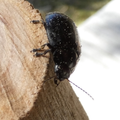 Paropsisterna sp. (genus) (A leaf beetle) at Borough, NSW - 11 Aug 2023 by Paul4K