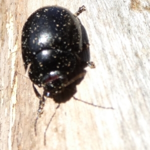 Paropsisterna sp. (genus) at Borough, NSW - suppressed