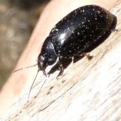 Paropsisterna sp. (genus) at Borough, NSW - suppressed