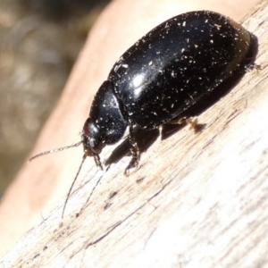 Paropsisterna sp. (genus) at Borough, NSW - suppressed