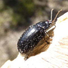 Paropsisterna sp. (genus) at Borough, NSW - 11 Aug 2023