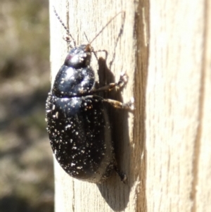 Paropsisterna sp. (genus) at Borough, NSW - suppressed