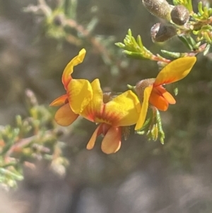 Dillwynia phylicoides at Tinderry, NSW - 11 Aug 2023