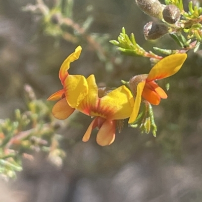 Dillwynia phylicoides (A Parrot-pea) at Tinderry, NSW - 11 Aug 2023 by JaneR