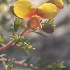 Dillwynia phylicoides at Tinderry, NSW - 11 Aug 2023 01:22 PM