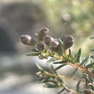 Dillwynia phylicoides at Tinderry, NSW - 11 Aug 2023 01:22 PM