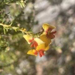 Dillwynia phylicoides at Tinderry, NSW - 11 Aug 2023 01:22 PM