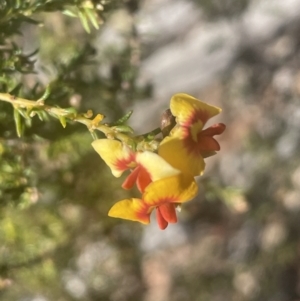 Dillwynia phylicoides at Tinderry, NSW - 11 Aug 2023