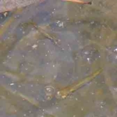 Gambusia holbrooki (Gambusia, Plague minnow, Mosquito fish) at Sullivans Creek, Turner - 10 Apr 2023 by ConBoekel