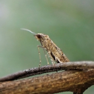 Gnathifera eurybias at Belconnen, ACT - 11 Aug 2023