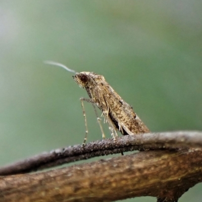 Gnathifera eurybias (A Fringe-tufted Moth) at Aranda Bushland - 11 Aug 2023 by CathB