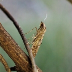 Gnathifera eurybias at Belconnen, ACT - 11 Aug 2023