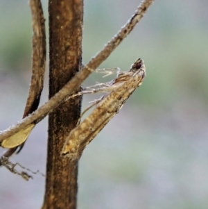 Gnathifera eurybias at Belconnen, ACT - 11 Aug 2023