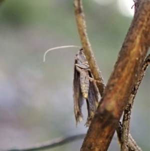 Gnathifera eurybias at Belconnen, ACT - 11 Aug 2023