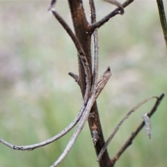 Gnathifera eurybias at Belconnen, ACT - 11 Aug 2023