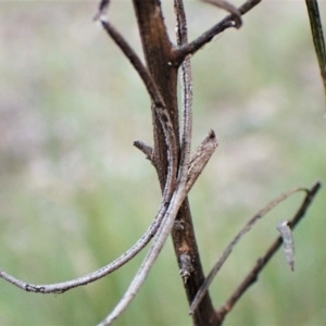 Gnathifera eurybias at Belconnen, ACT - 11 Aug 2023