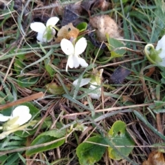 Viola odorata (Sweet Violet, Common Violet) at Fadden, ACT - 12 Aug 2023 by KumikoCallaway