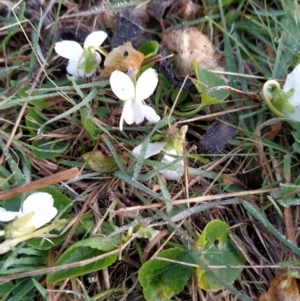 Viola odorata at Fadden, ACT - 12 Aug 2023