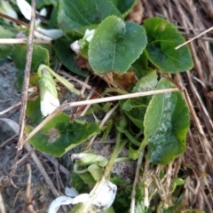 Viola odorata at Fadden, ACT - 12 Aug 2023