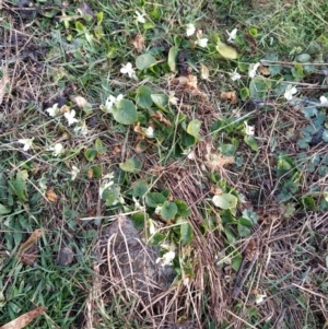 Viola odorata at Fadden, ACT - 12 Aug 2023