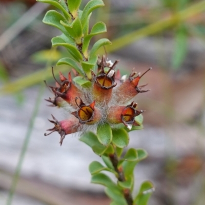 Kunzea sp. (A Kunzea) at Jerrawangala National Park - 20 May 2023 by RobG1