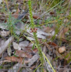 Kunzea sp. at Tianjara, NSW - 20 May 2023 01:41 PM