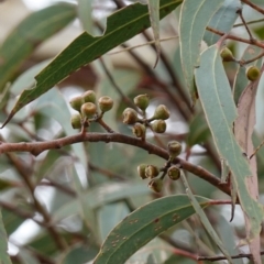 Eucalyptus racemosa (Narrow-leaved Scribbly Gum) at Tianjara, NSW - 20 May 2023 by RobG1