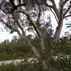 Eucalyptus racemosa at Tianjara, NSW - 20 May 2023