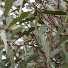 Eucalyptus racemosa at Tianjara, NSW - 20 May 2023