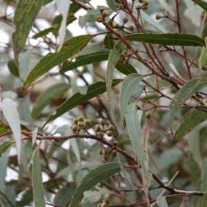 Eucalyptus racemosa at Tianjara, NSW - 20 May 2023
