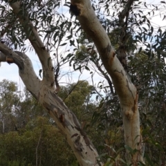 Eucalyptus racemosa at Tianjara, NSW - 20 May 2023