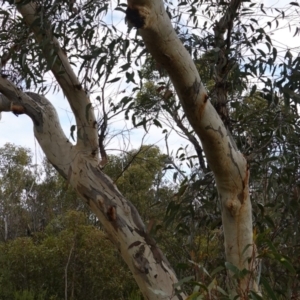 Eucalyptus racemosa at Tianjara, NSW - 20 May 2023