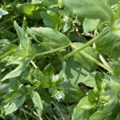 Stellaria media (Common Chickweed) at Emu Creek - 11 Aug 2023 by JohnGiacon