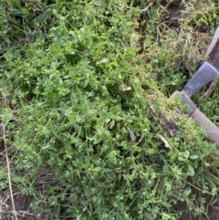 Stellaria media at Belconnen, ACT - 11 Aug 2023