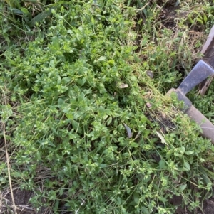 Stellaria media at Belconnen, ACT - 11 Aug 2023