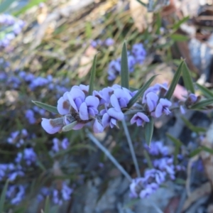 Hovea heterophylla at Bombay, NSW - 11 Aug 2023 01:39 PM