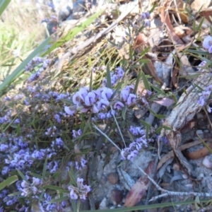 Hovea heterophylla at Bombay, NSW - 11 Aug 2023 01:39 PM