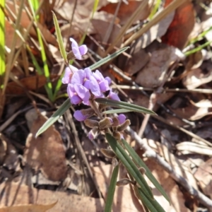 Hovea heterophylla at Bombay, NSW - 11 Aug 2023 01:39 PM