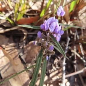 Hovea heterophylla at Bombay, NSW - 11 Aug 2023 01:39 PM