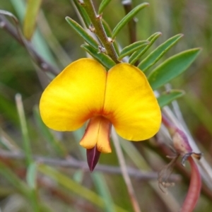 Bossiaea heterophylla at Tianjara, NSW - 20 May 2023