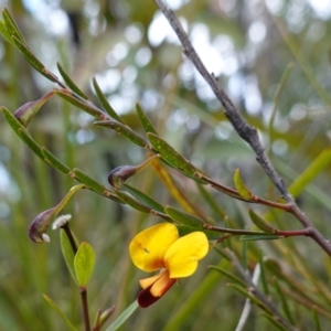 Bossiaea heterophylla at Tianjara, NSW - 20 May 2023