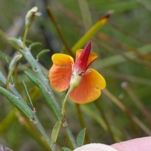 Bossiaea heterophylla at Tianjara, NSW - 20 May 2023