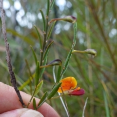 Bossiaea heterophylla at Tianjara, NSW - 20 May 2023