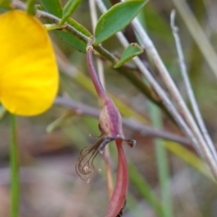 Bossiaea heterophylla at Tianjara, NSW - 20 May 2023