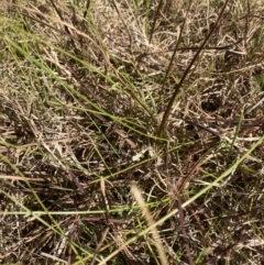 Bothriochloa macra (Red Grass, Red-leg Grass) at Belconnen, ACT - 4 Aug 2023 by JohnGiacon