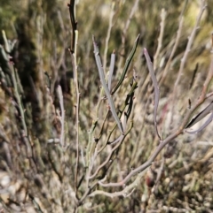 Bossiaea bombayensis at Bombay, NSW - suppressed