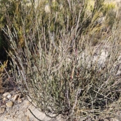 Bossiaea bombayensis at Bombay, NSW - suppressed