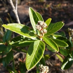 Pomaderris ferruginea at Morton National Park - 20 May 2023 by RobG1