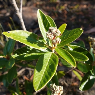 Pomaderris ferruginea at Morton National Park - 20 May 2023 by RobG1