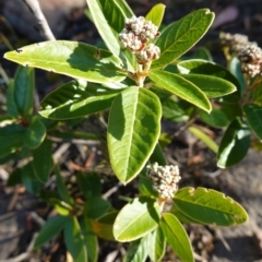 Pomaderris ferruginea at Boolijah, NSW - 20 May 2023